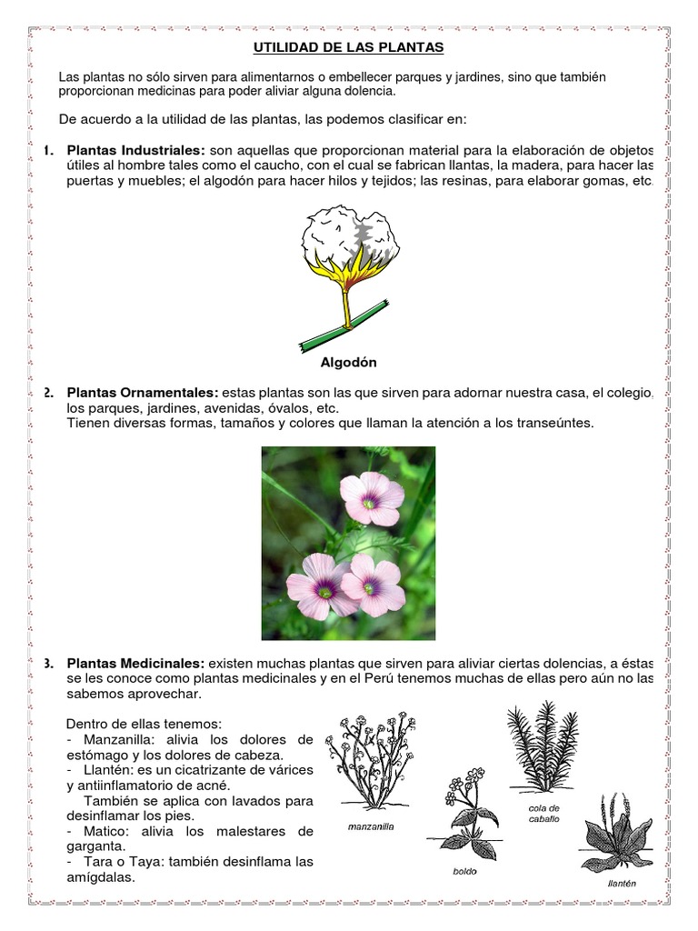 Utilidad De Las Plantas Plantas Naturaleza