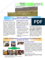 BOLETIN PAG 1 Proyecto Camelidos