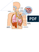 Doc1.Docu Sistema Respiratorio