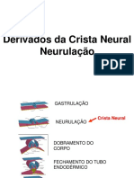 Complemento Usp Crista Neural 2018