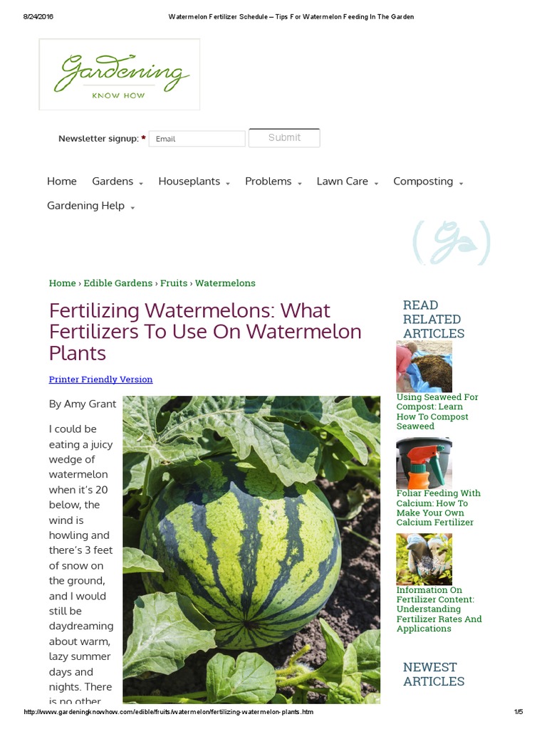 Watermelon Fertilizer Schedule Tips For Watermelon Feeding in The