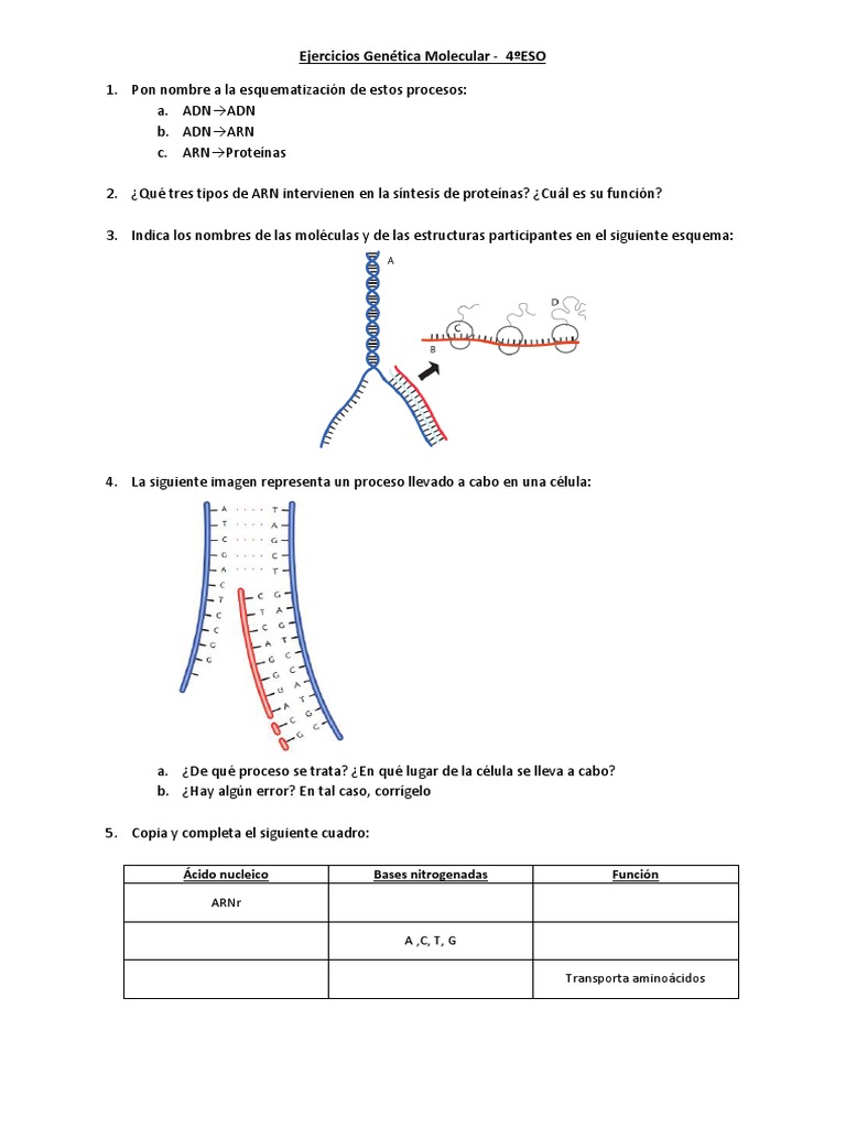 Ejercicios de Genética Molecular 4ºESO | PDF | Adn | Rna