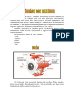 A estrutura e função dos órgãos da visão humana