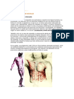 Anatomía humana.doc