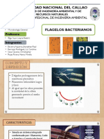 Microbiología General - Flagelos Bacterianos