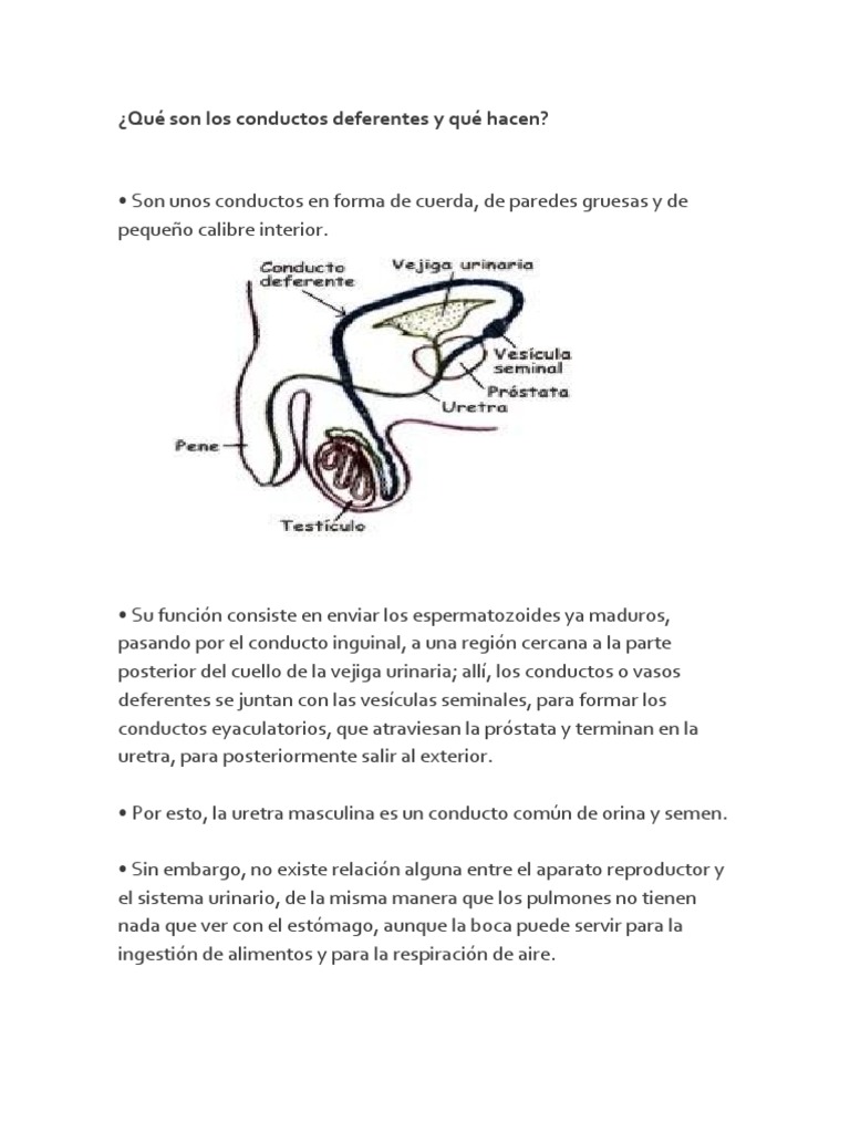 ¿Qué Significa La Palabra Conducto Deferente ? – PSYAAL