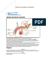 Tarea Ciencias Sis Rep y Sis Nervioso