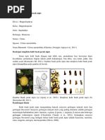 Download kulit jeruk nipis by Khaenda S SN382346713 doc pdf