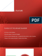 Internal Features of the Urinary Bladder - Fundus, Trigone, Ureteral Orifices