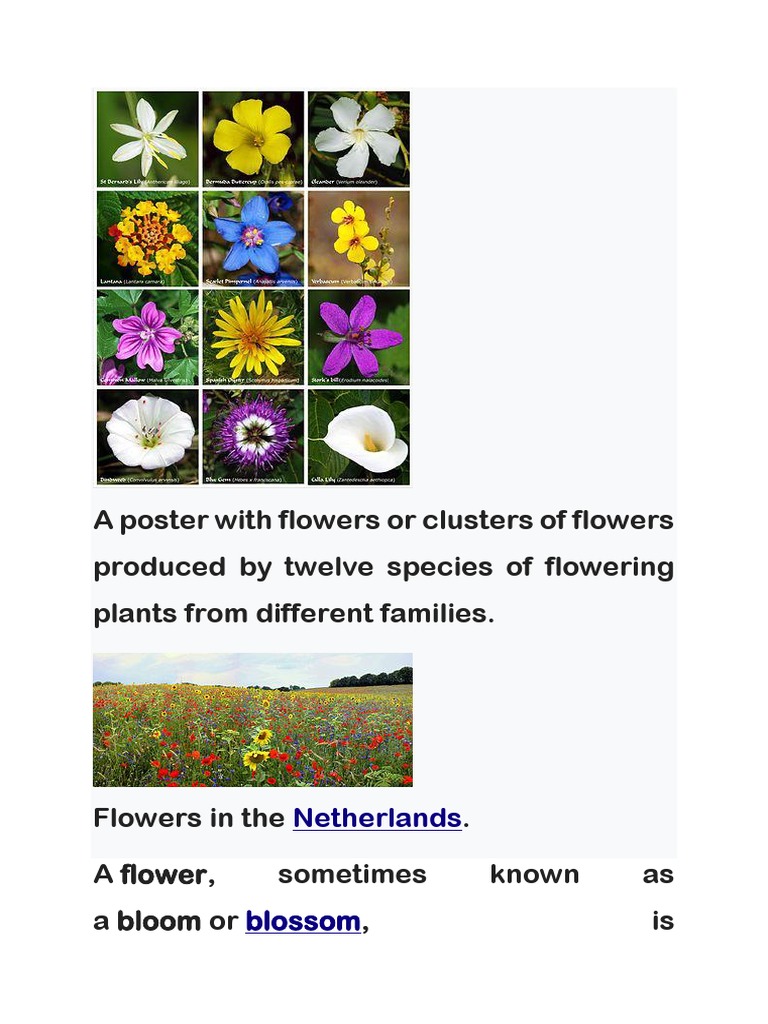 A Poster With Flowers or Clusters of Flowers Produced by Twelve Species