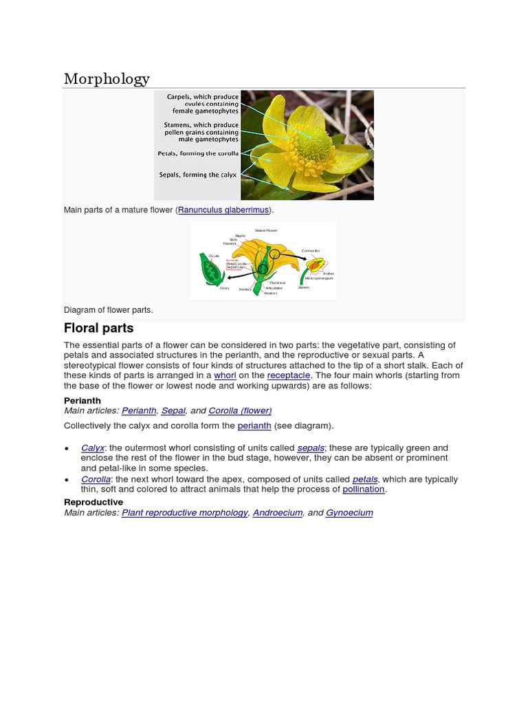 Morphology: Floral Parts | PDF | Flowers | Horticultural Techniques