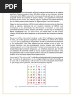 Origen Del Homo Sapiens Sapiens