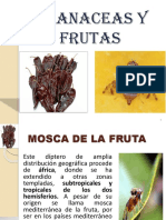 Mosca de La Fruta Solanaceas