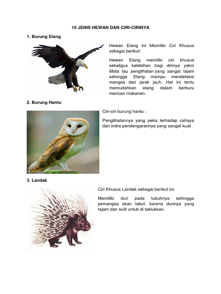 880+ Gambar Burung Elang Dan Ciri Cirinya Gratis Terbaru