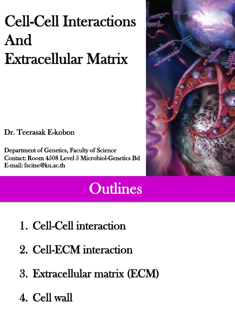 Cell Cell Interaction | PDF | Cell Adhesion | Extracellular Matrix