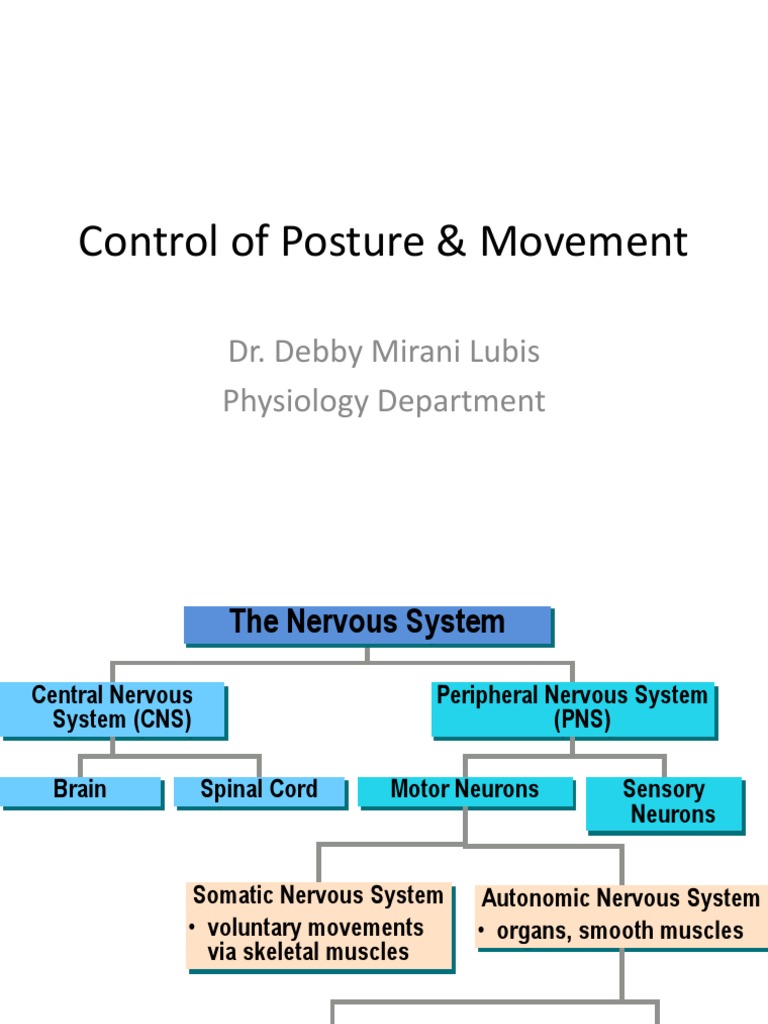 the autonomic system controls voluntary movement