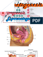 Práctica de Gamet e Implant