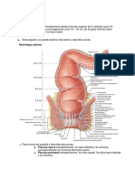 ANATOMIA Recto y Anal