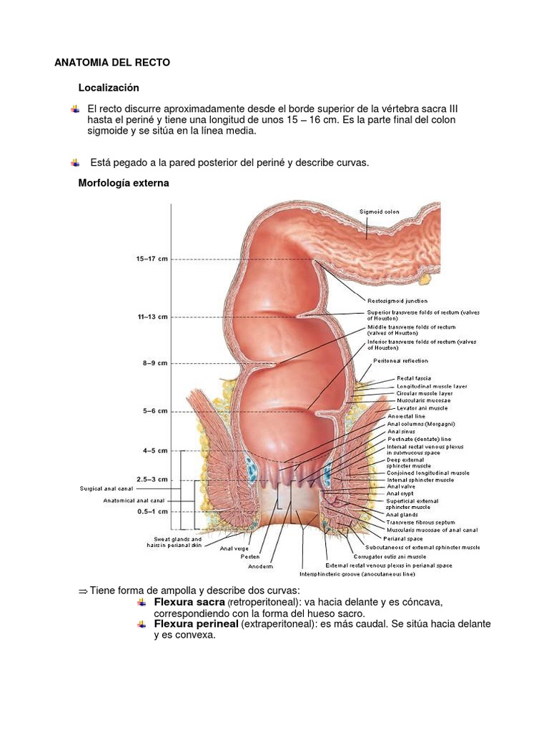 Anatomía del Recto y Ano | PDF | Recto | Intestino grueso