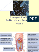 Prokaryotic Profiles: The Bacteria and The Archaea: Week 2
