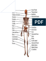 Sistema oseo del cuerpo humano.docx