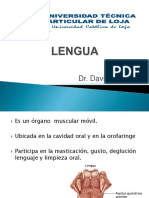 Anatomalengua 110130140702 Phpapp01