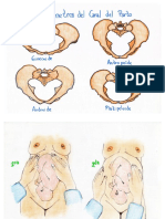 Dibujos de Ginecología - Pablo Andrés Arroyo Ch.