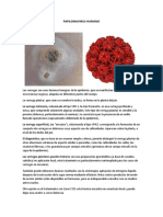Papilomavirus Humano