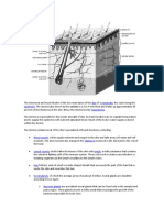 Skin Vertebrate Epidermis Hypodermis