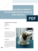 cv30_Torsion_lobulo_hepatico_cachorro_dos_meses_raza_Shih_Tzu.pdf