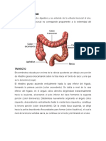 Ensayo Anatomia 2