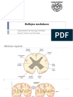 Reflejos Medulares