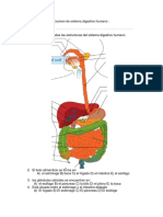 Examen de Sistema Digestivo Humano.