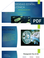 Grupo 2 Bacterias