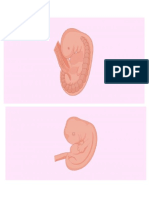 etapas embarazo 