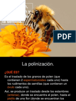 Polinizacion Fecundación Yformación de La Semilla