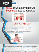 Pulmones