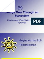 Energy Flow Through An Ecosystem: Food Chains, Food Webs, Energy Pyramids