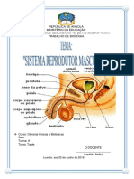 Sistema reprodutor masculino: estrutura e funções dos principais órgãos