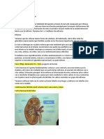 fisiologia renal.docx