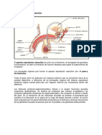 Aparato Reproductor Masculino