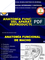 Clase 3 Anatomia Funcional Del Macho