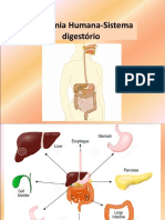 Sistema Digestorio