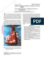 Torsion of Intestines in Emu PDF