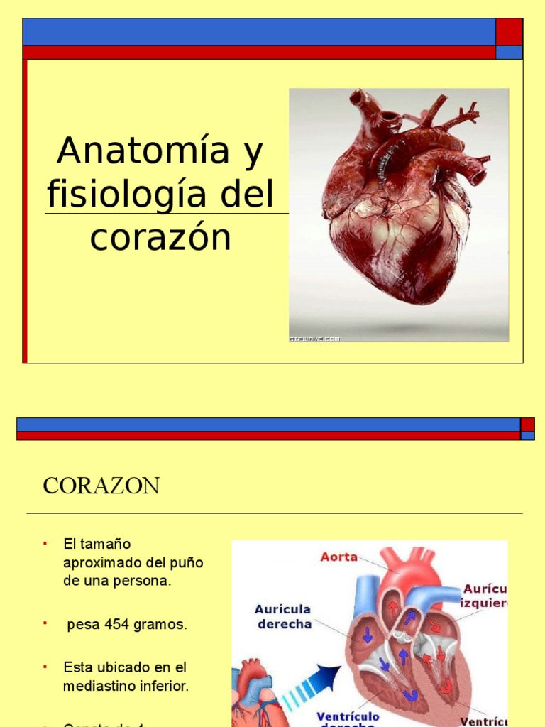 Anatomía y Fisiología Cardíaca | PDF | Corazón | Ventrículo (corazón)