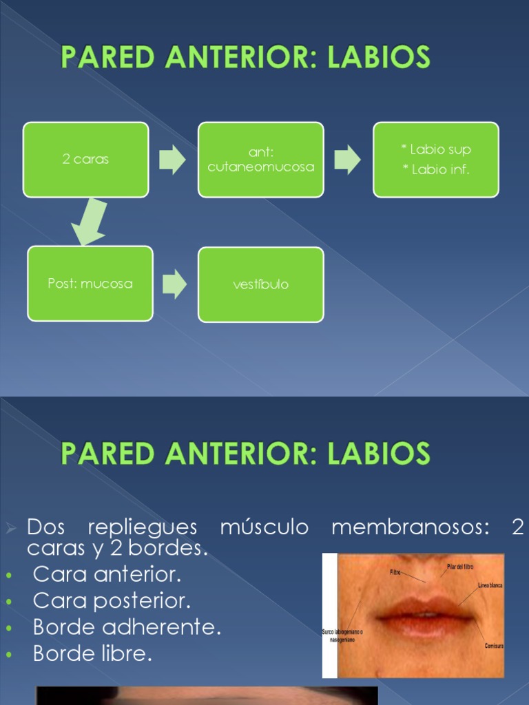 Anatomía de los Labios y Estructuras Relacionadas | PDF | Lengua | Labio