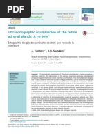 Ecografia Glandulas Adrenales En Gatos Adrenal Gland Cortisol