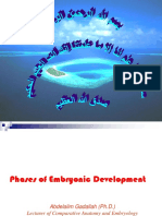 Phases of Embryonic Development