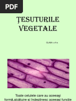 tesuturi_clasa5