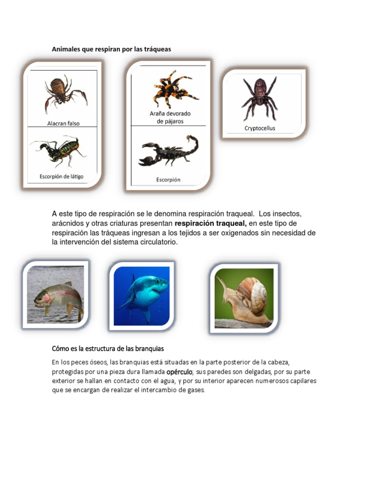 Animales Que Respiran Por Las Tráqueas
